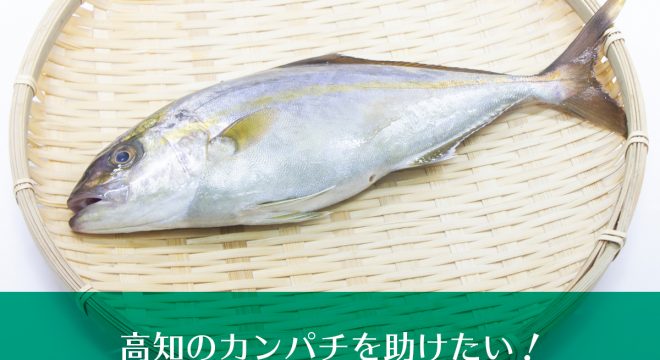 高知のカンパチを助けたい
